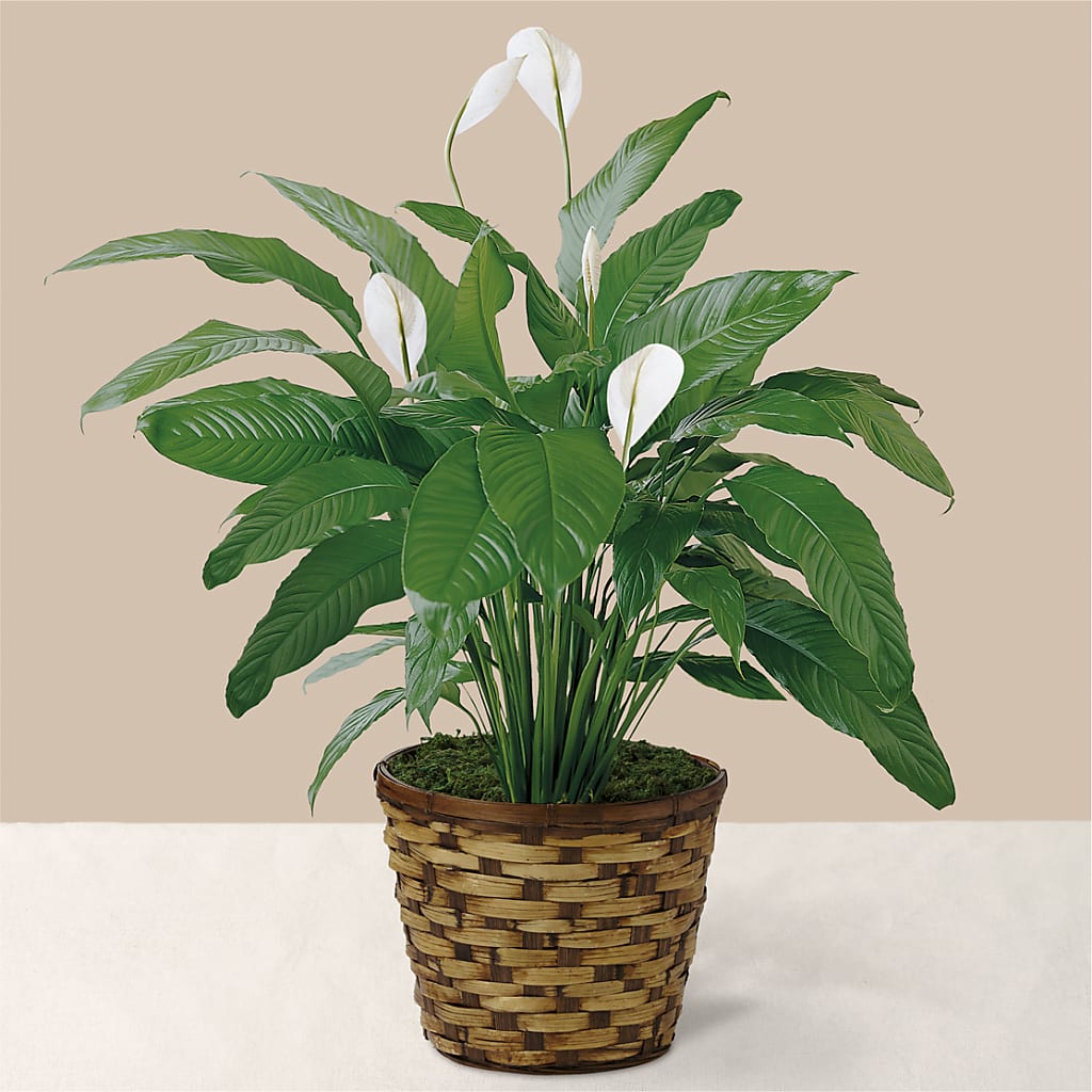 Tranquil Moments Peace Lily Plant – Flower Loft, Southfield MI