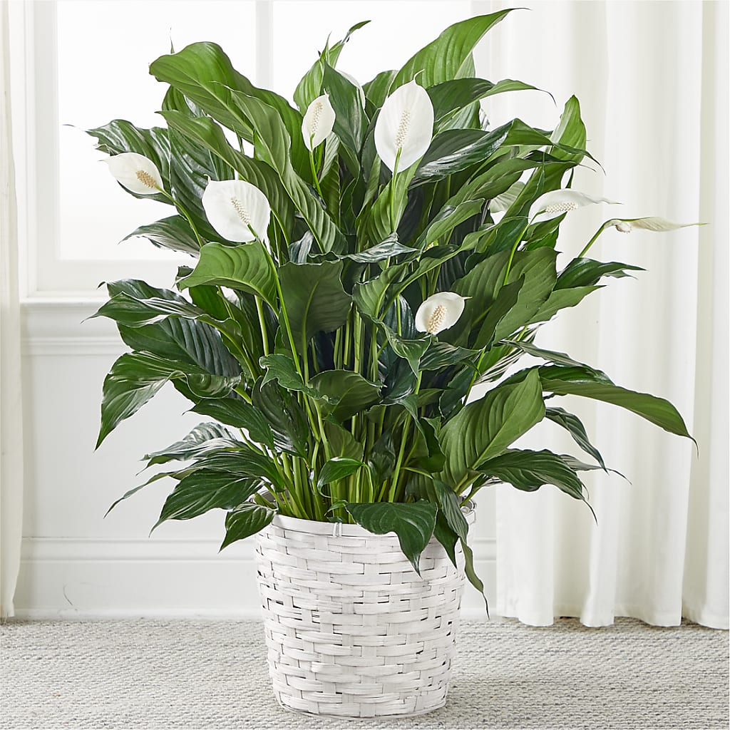A New Leaf Peace Lily – Flower Loft, Southfield MI