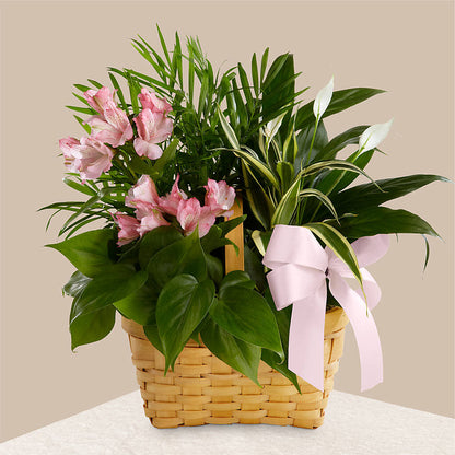 Living Spirit Dishgarden –  Flower Loft, Southfield MI