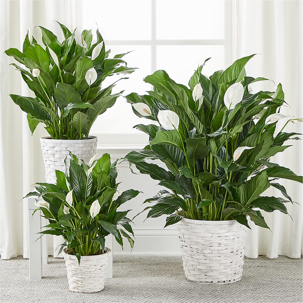 A New Leaf Peace Lily –  Flower Loft, Southfield MI